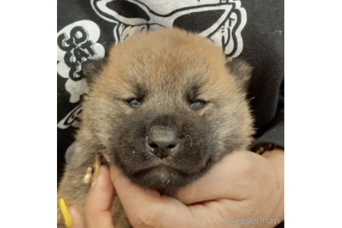 成約済の富山県の柴犬-180514の1枚目